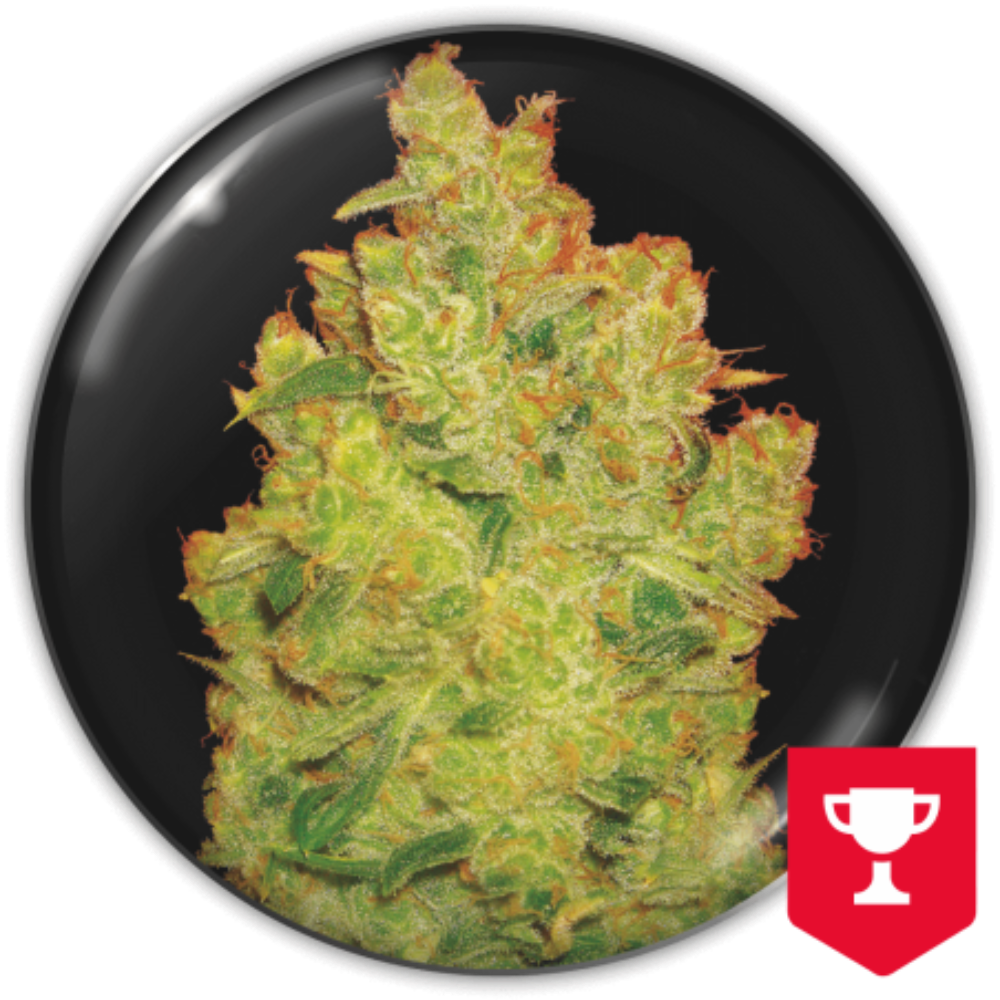 JACK LA MOTA FEM X3+2 - MEDICAL SEEDS