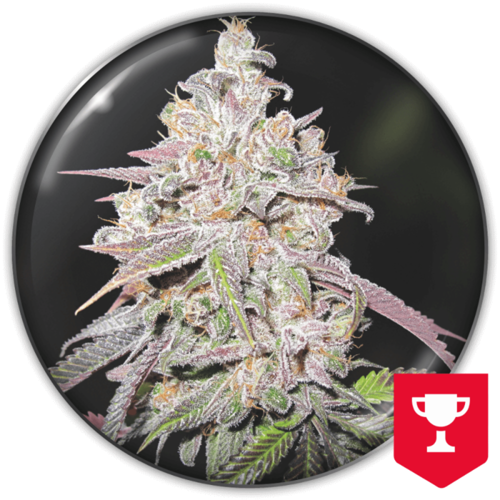 MENDOCINO CHANEL KUSH FEM X3+2 - MEDICAL SEEDS