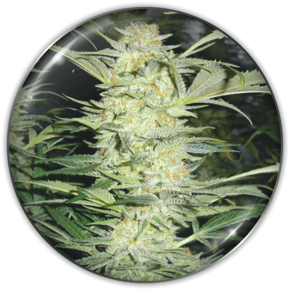 WHITE WIDOW FEM X3+2 - MEDICAL SEEDS