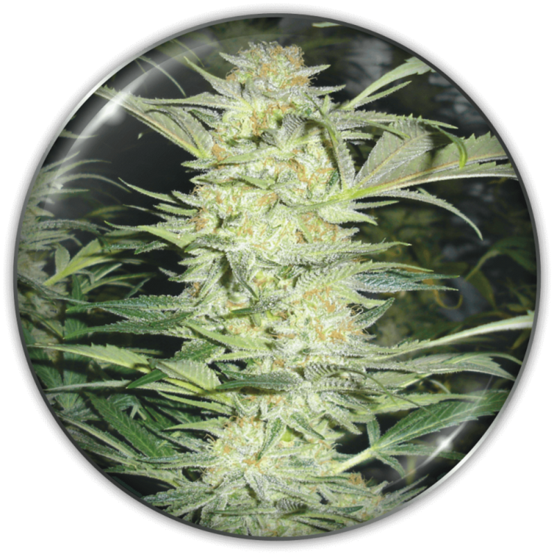 WHITE WIDOW FEM X3+2 - MEDICAL SEEDS-1