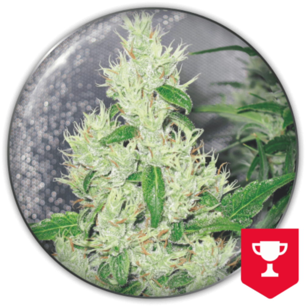 Y GRIEGA FEM X3+2 - MEDICAL SEEDS