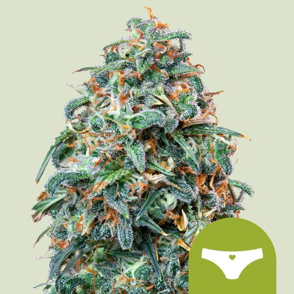 SHERBET QUEEN AUTO X1 ROYAL QUEEN SEEDS