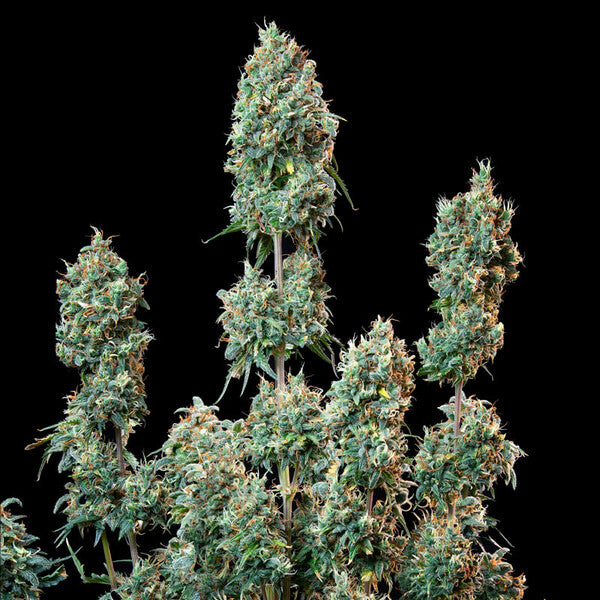 SHERBET QUEEN AUTO X1 ROYAL QUEEN SEEDS-5