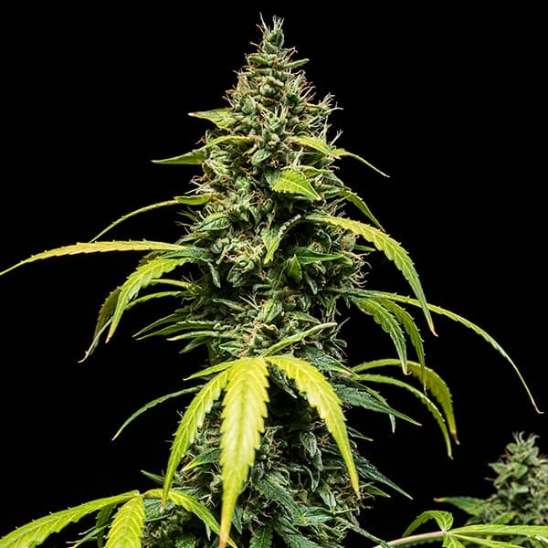 SHERBET QUEEN AUTO X1 ROYAL QUEEN SEEDS-3