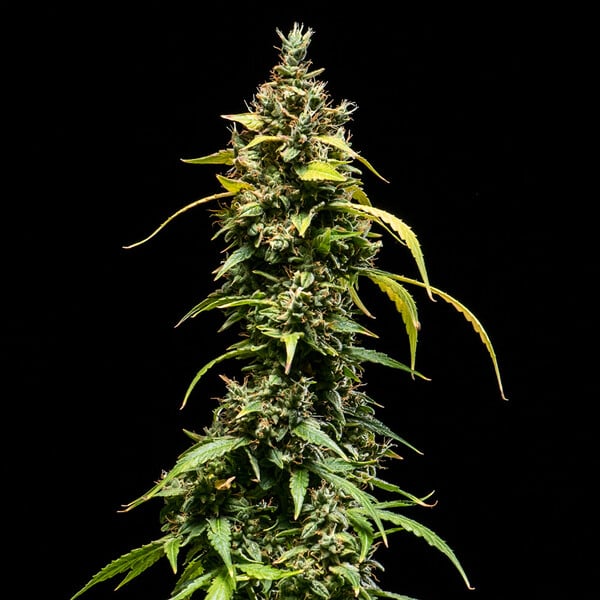 SHERBET QUEEN AUTO X1 ROYAL QUEEN SEEDS-6