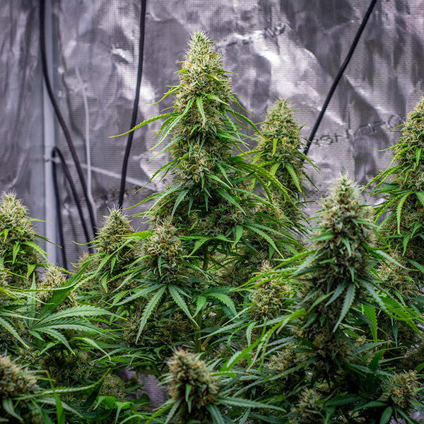 SHERBET QUEEN AUTO X1 ROYAL QUEEN SEEDS