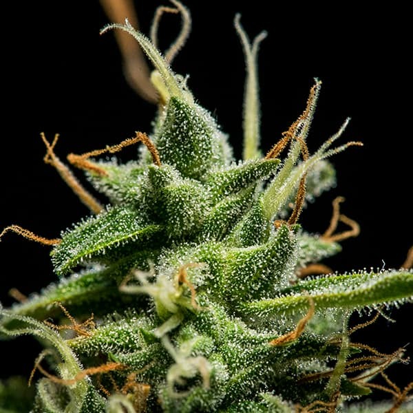 SHERBET QUEEN AUTO X1 ROYAL QUEEN SEEDS-4
