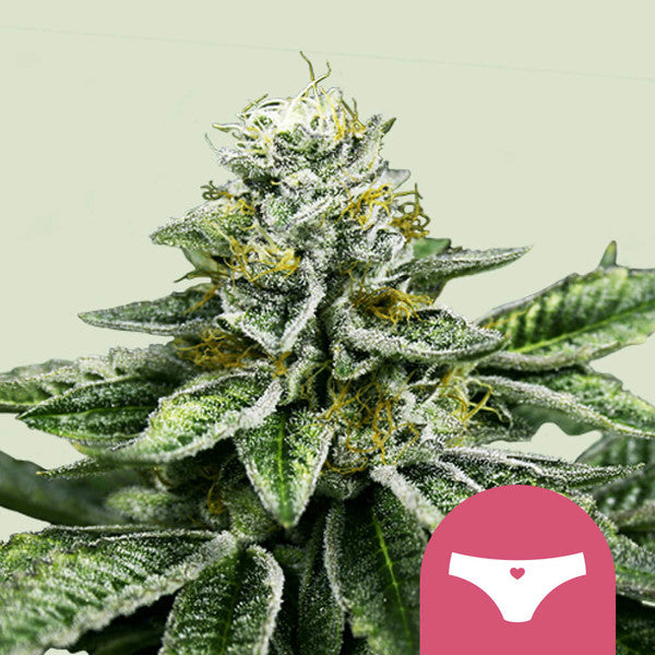 SHERBET QUEEN FEM X3 ROYAL QUEEN SEEDS-1