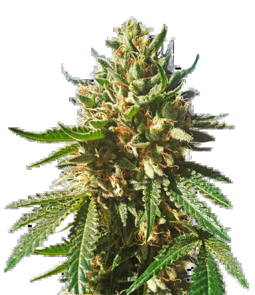 SHERBET QUEEN FEM X3 ROYAL QUEEN SEEDS-4
