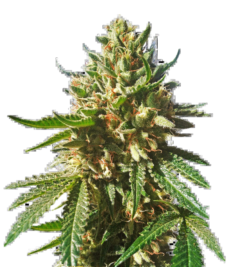 SHERBET QUEEN FEM X3 ROYAL QUEEN SEEDS-4
