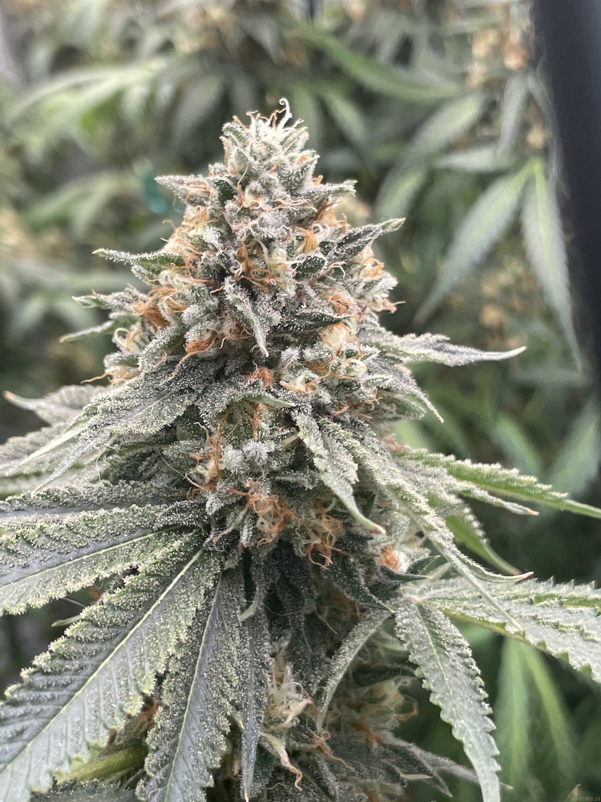 SHERBET QUEEN FEM X3 ROYAL QUEEN SEEDS