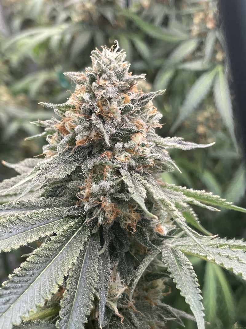 SHERBET QUEEN FEM X3 ROYAL QUEEN SEEDS-2