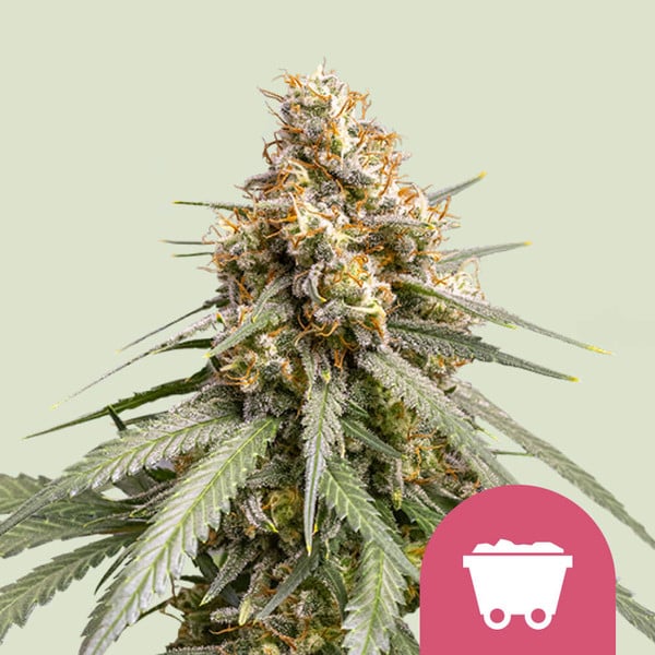 SHINING SILVER HAZE FEM X1 ROYAL QUEEN SEEDS-1
