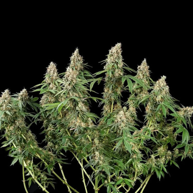 SHINING SILVER HAZE FEM X100 - ROYAL QUEEN SEEDS-3