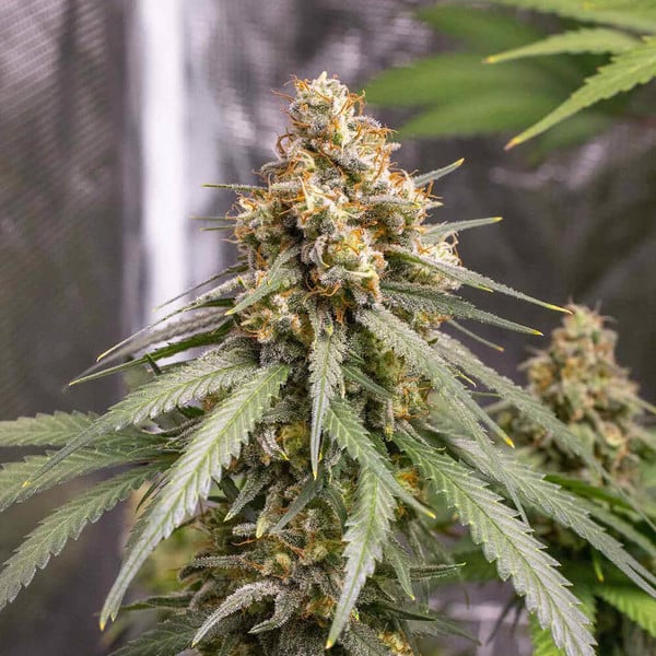 SHINING SILVER HAZE FEM X1 ROYAL QUEEN SEEDS-4