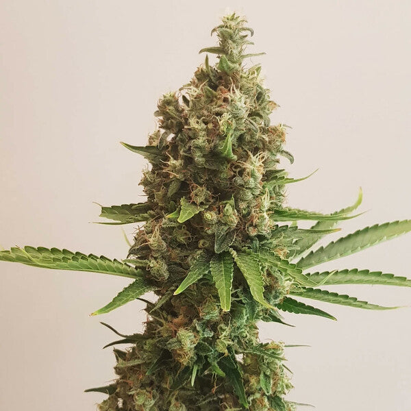 SHINING SILVER HAZE FEM X100 - ROYAL QUEEN SEEDS