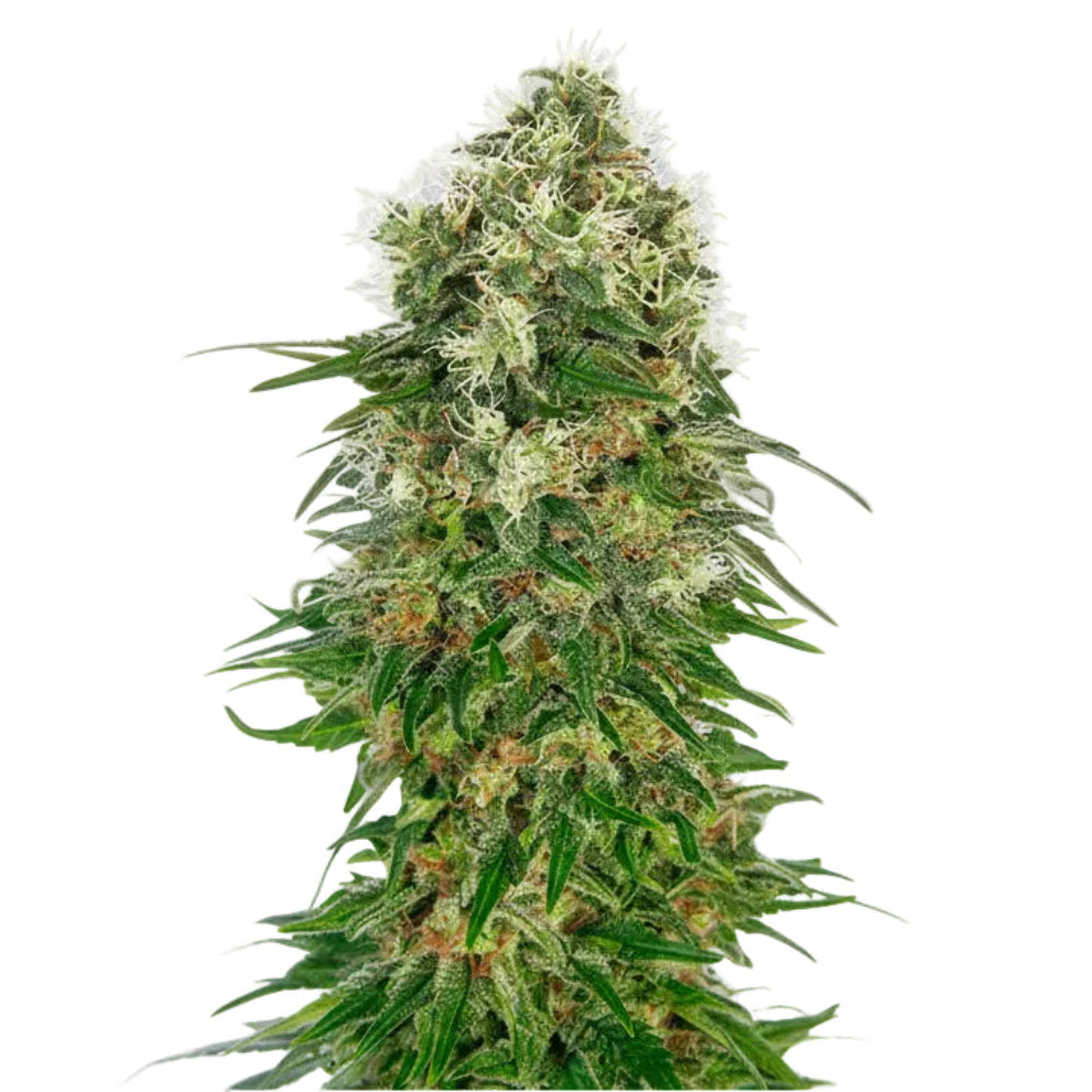 OG KUSH GRANELSEEDS-3
