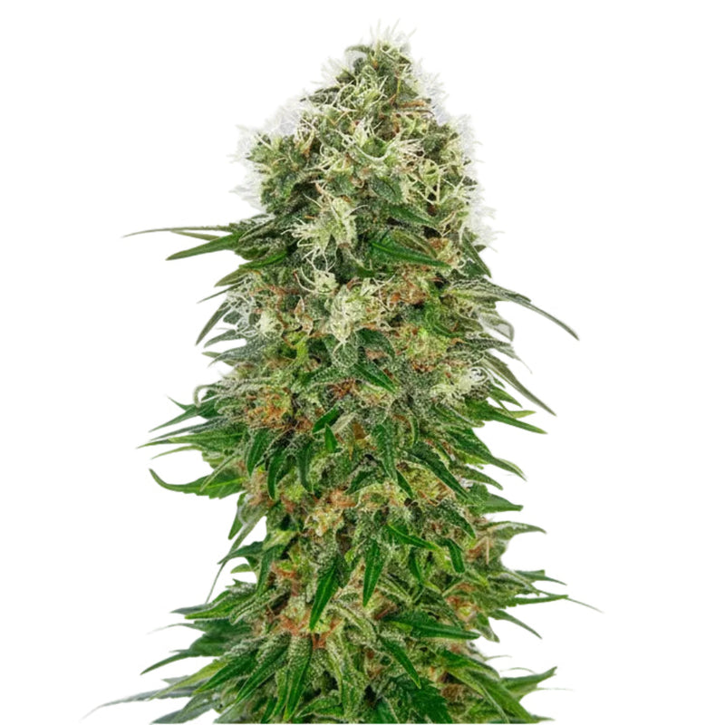 OG KUSH GRANELSEEDS-3