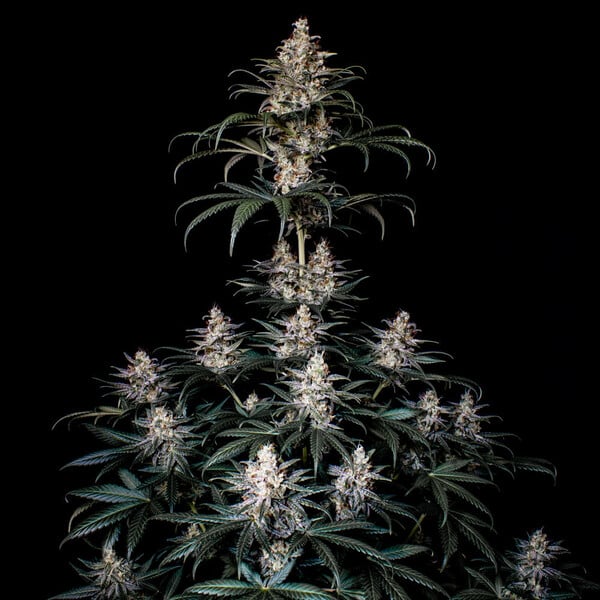 SHOGUN FEM X1 ROYAL QUEEN SEEDS-2