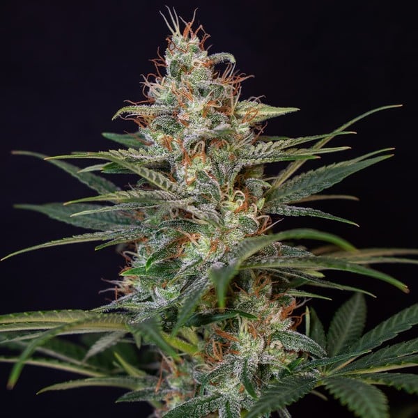 SHOGUN FEM X1 ROYAL QUEEN SEEDS-4
