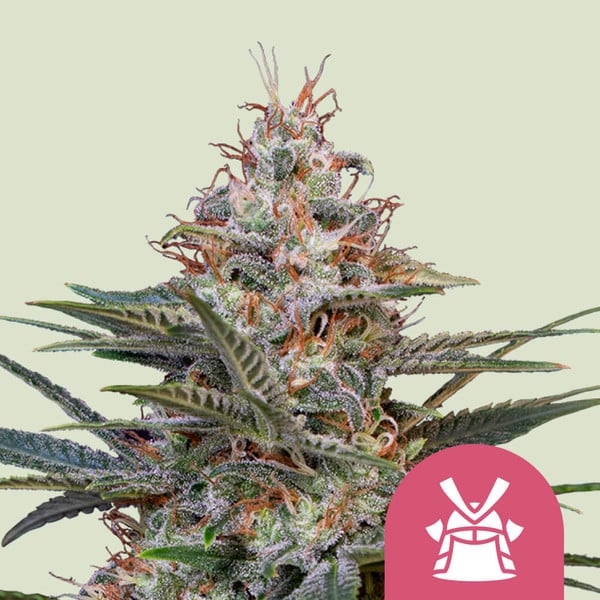 SHOGUN FEM X1 ROYAL QUEEN SEEDS-1