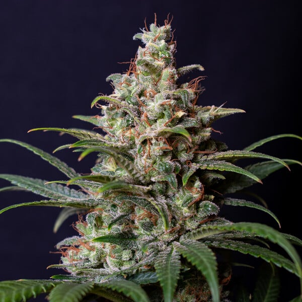 SHOGUN FEM X3 ROYAL QUEEN SEEDS-4