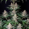 SHOGUN FEM X1 ROYAL QUEEN SEEDS-5
