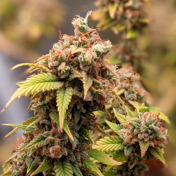 SHOGUN FEM X3 ROYAL QUEEN SEEDS-3