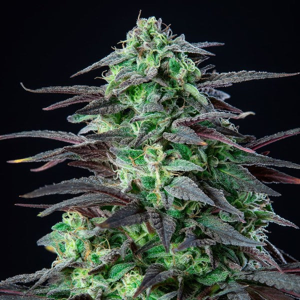 SKUNK XL FEM X1 ROYAL QUEEN SEEDS