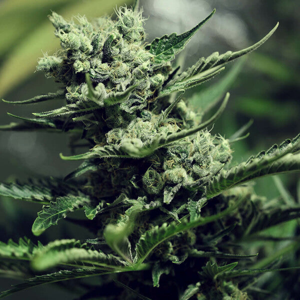 SKUNK XL FEM X3 ROYAL QUEEN SEEDS-4