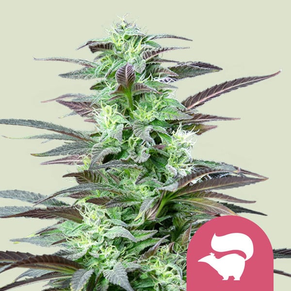 SKUNK XL FEM X3 ROYAL QUEEN SEEDS-1