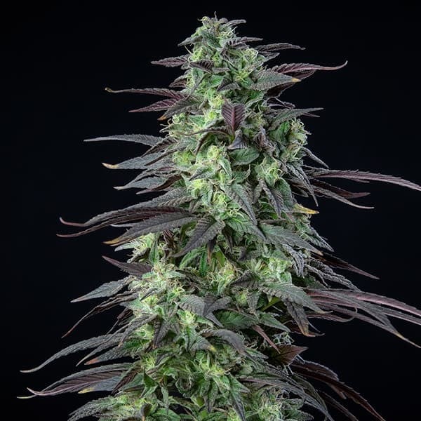 SKUNK XL FEM X1 ROYAL QUEEN SEEDS-3