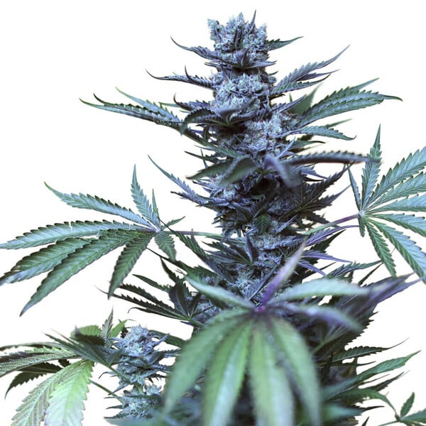 SKUNK XL FEM X1 ROYAL QUEEN SEEDS-4