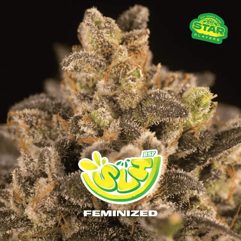 SUPER LEMON HAZE FEM X100 BSF SEEDS-4