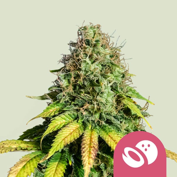 SOMANGO XL FEM X1 ROYAL QUEEN SEEDS-1