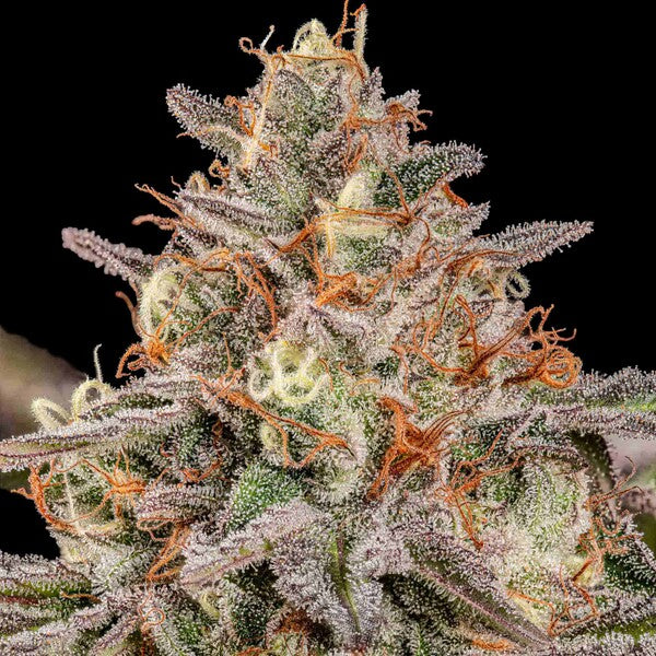 SOMANGO XL FEM X1 ROYAL QUEEN SEEDS-6