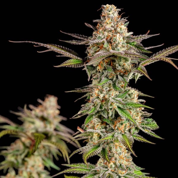 SOMANGO XL FEM X1 ROYAL QUEEN SEEDS-2