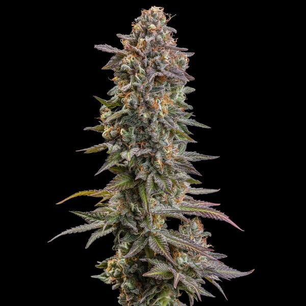 SOMANGO XL FEM X1 ROYAL QUEEN SEEDS-3