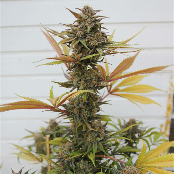 SOMANGO XL FEM X1 ROYAL QUEEN SEEDS-7
