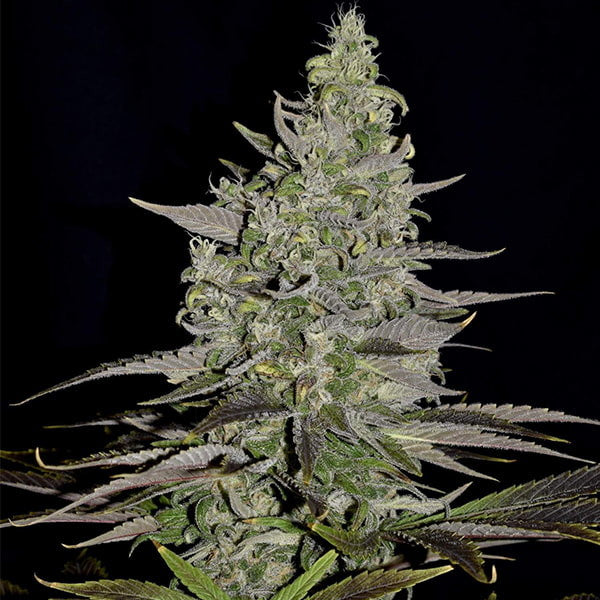 SOMANGO XL FEM X1 ROYAL QUEEN SEEDS-5