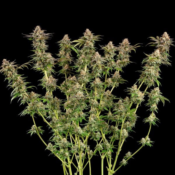 SOMANGO XL FEM X1 ROYAL QUEEN SEEDS-4
