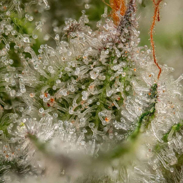 SOMANGO XL FEM X1 ROYAL QUEEN SEEDS-8