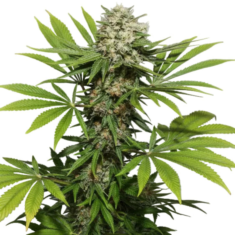 SOMANGO GRANELSEEDS-2