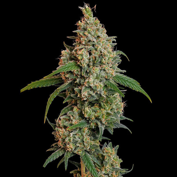 SOUR DIESEL FEM X3 ROYAL QUEEN SEEDS-4