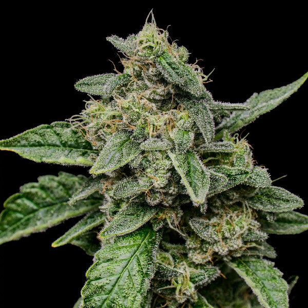 SOUR DIESEL FEM X3 ROYAL QUEEN SEEDS-2