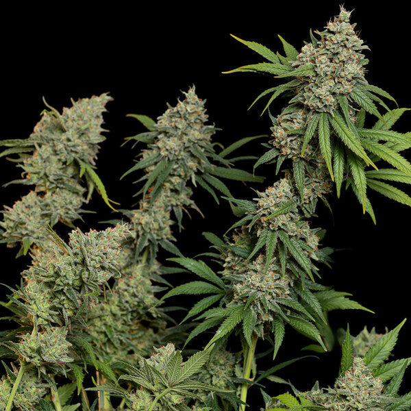 SOUR DIESEL FEM X3 ROYAL QUEEN SEEDS-3