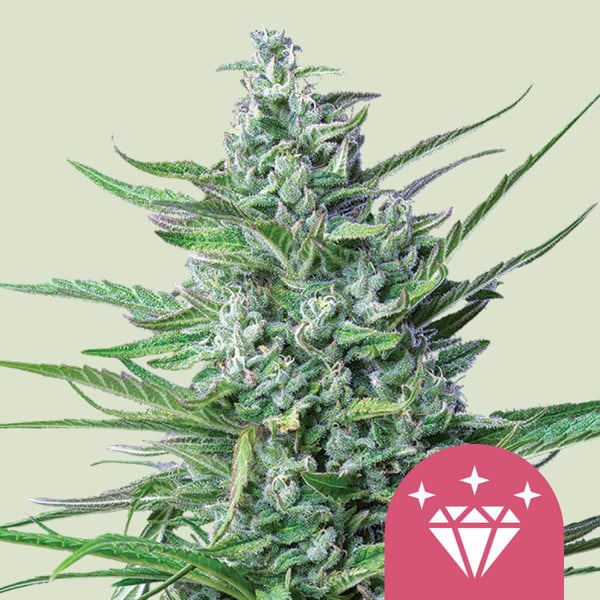 SPECIAL KUSH 1 FEM X100 ROYAL QUEENS SEEDS-1