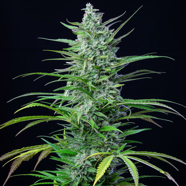 SPECIAL KUSH 1 FEM X100 ROYAL QUEENS SEEDS-6
