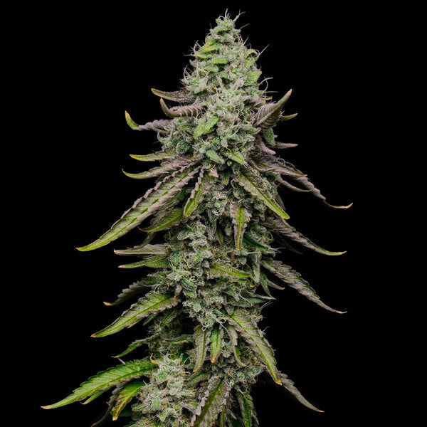 SPECIAL KUSH 1 FEM X100 ROYAL QUEENS SEEDS-5