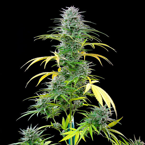 SPEEDY CHILE FAST X10 ROYAL QUEEN SEEDS-5